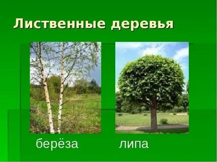 Лиственные деревья 2 класс