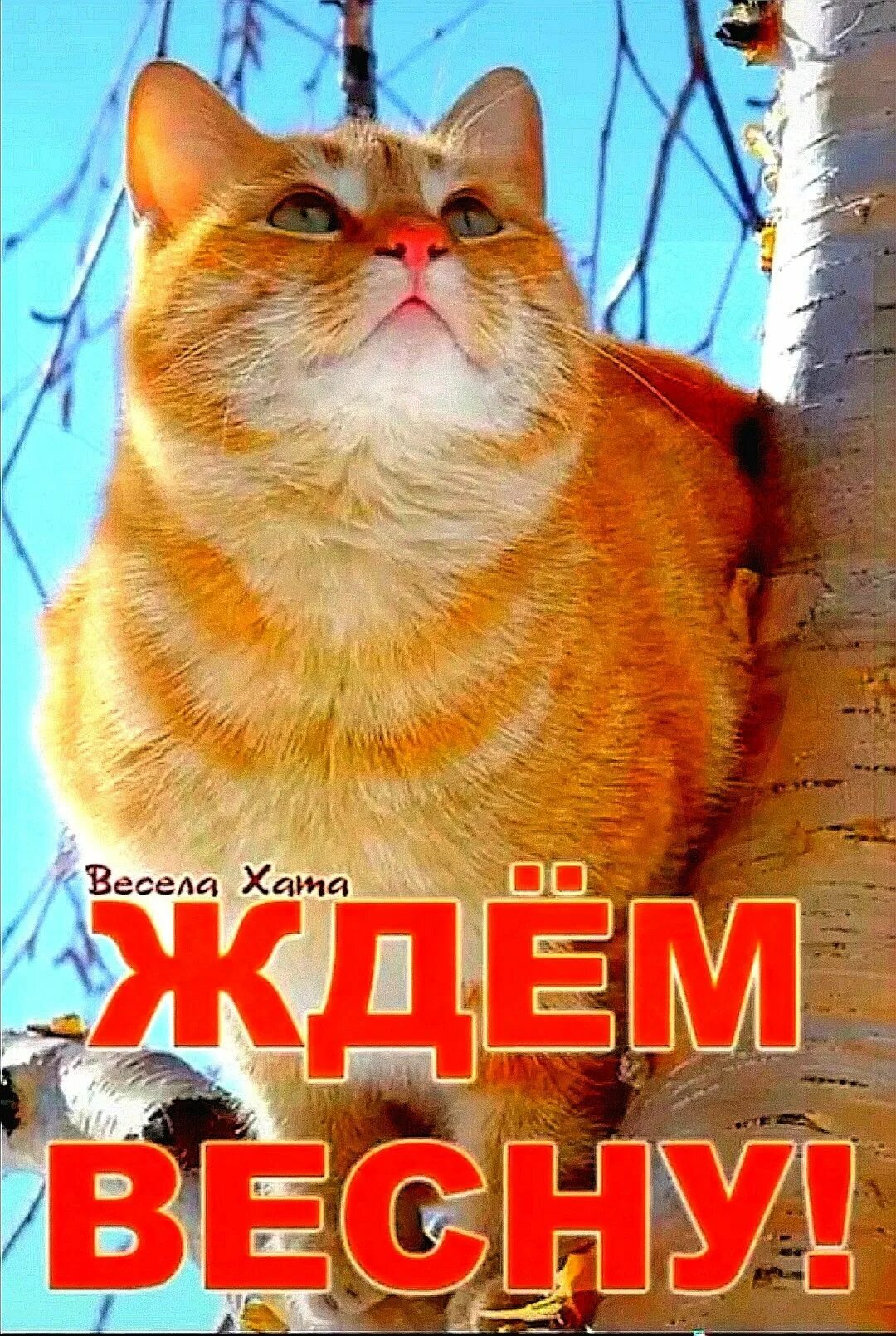 Кот ждет весну. Коты весной. Жду весну. Смешное про весну.