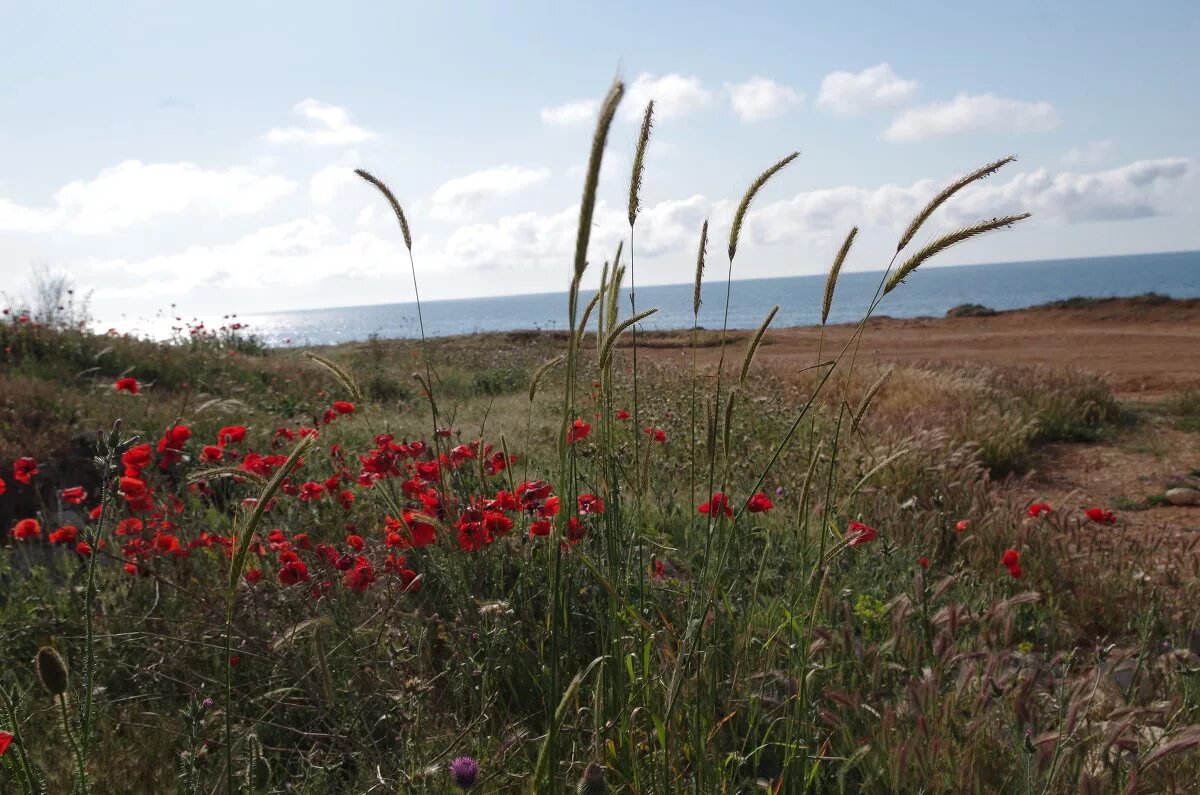 крым июнь 2021. травянистые растения степного крыма. степные цветы крыма. растения степей крыма. разнотравные степи крыма.