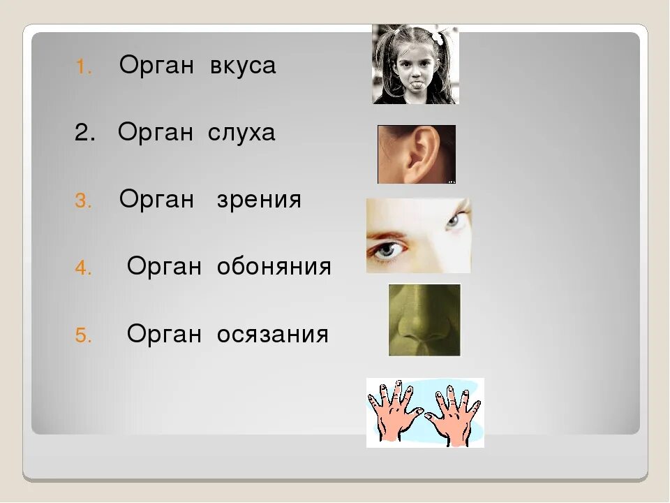 Орган зрения слуха обоняния вкуса осязания. Органы чувств. Органы чувств зрение и слух. Чувства человека осязание обоняние. Зрение слух осязание.