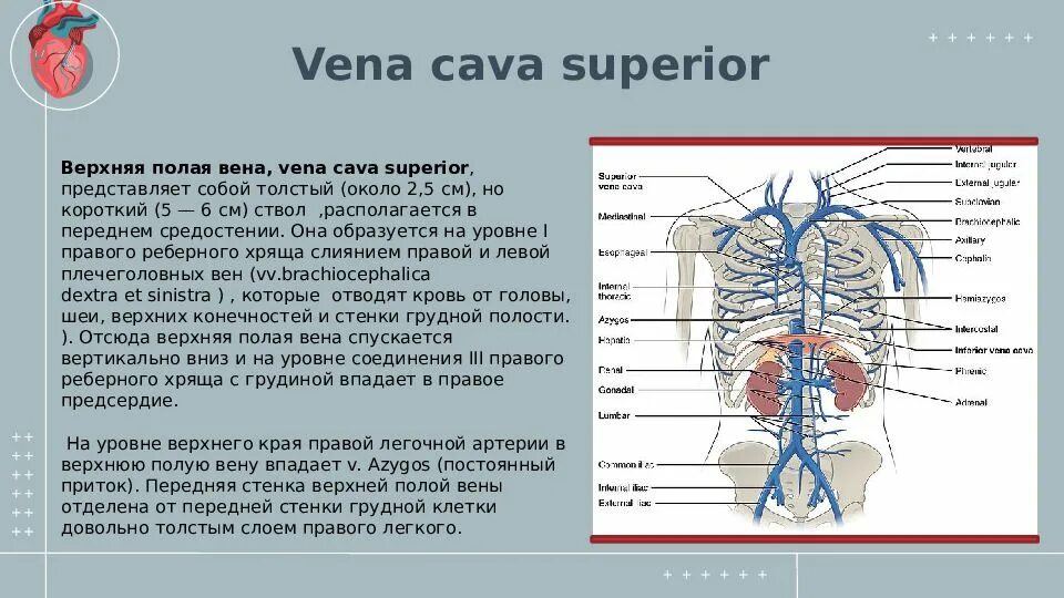 Нижняя полая вена латынь. Нижняя полая вена анатомия впадает. Воротная система анатомия. Нижняя полая вена анатомия притоки. Верхняя полая вена образована слиянием.