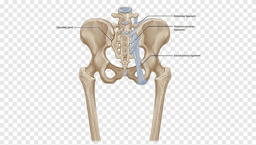 Подвздошная кость находится. Крестцово-подвздошный сустав анатомия. Крестцово подвздошный сустав связки анатомия. Подвздошная кость сустав. Пояснично-крестцовое сочленение.