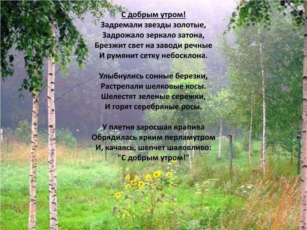 В лесу было тихо но в поле. Есенин УЛЫБНУЛИСЬ сонные Березки. Стихотворение Есенина с добрым утром.