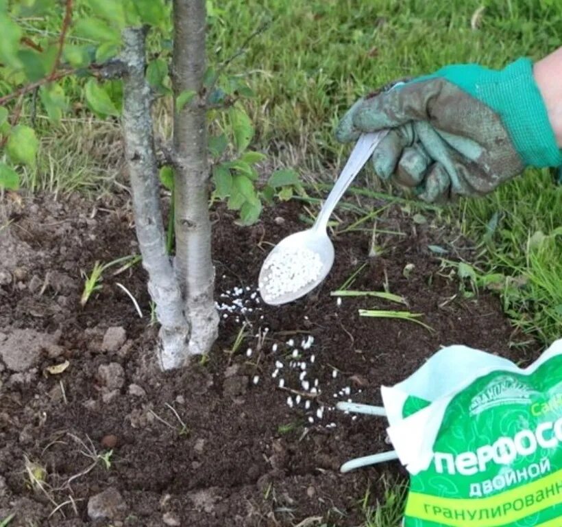 Весеннее удобрение для плодовых деревьев и кустов. Подкормка плодовых деревьев. подкормка плодовых деревьев в августе. внесение удобрений плодовых деревьев. удобрение плодового сада.