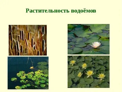 Кубановедение растения