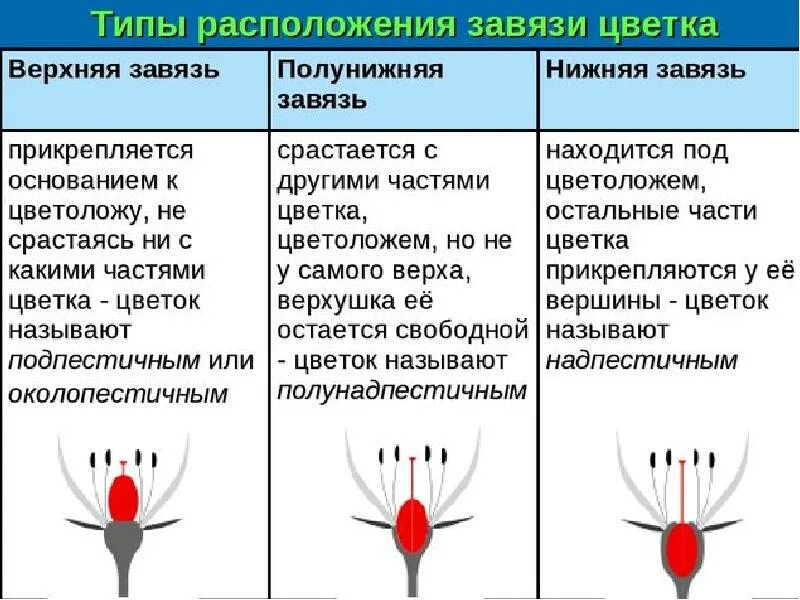 Типы завязи цветка. Строение завязи пестика лилии. Гинецей строение пестика. Верхняя и нижняя завязь. Верхняя и нижняя завязь.