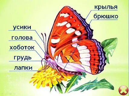 Строение бабочки