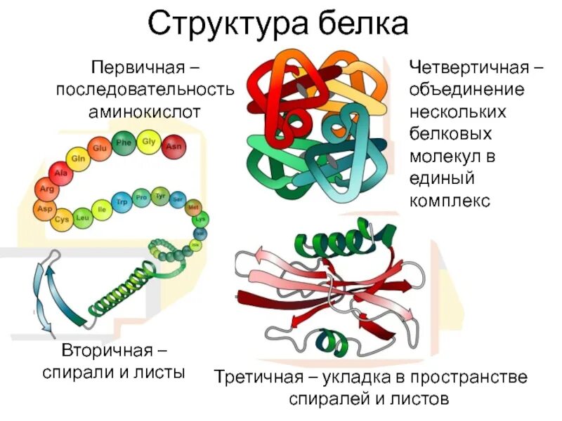 Первичная структура белка вторичная структура белка третичная. Первичная структура белковой молекулы рисунок. Первичная структура белка рисунок. Первичная структура белковой молекулы.