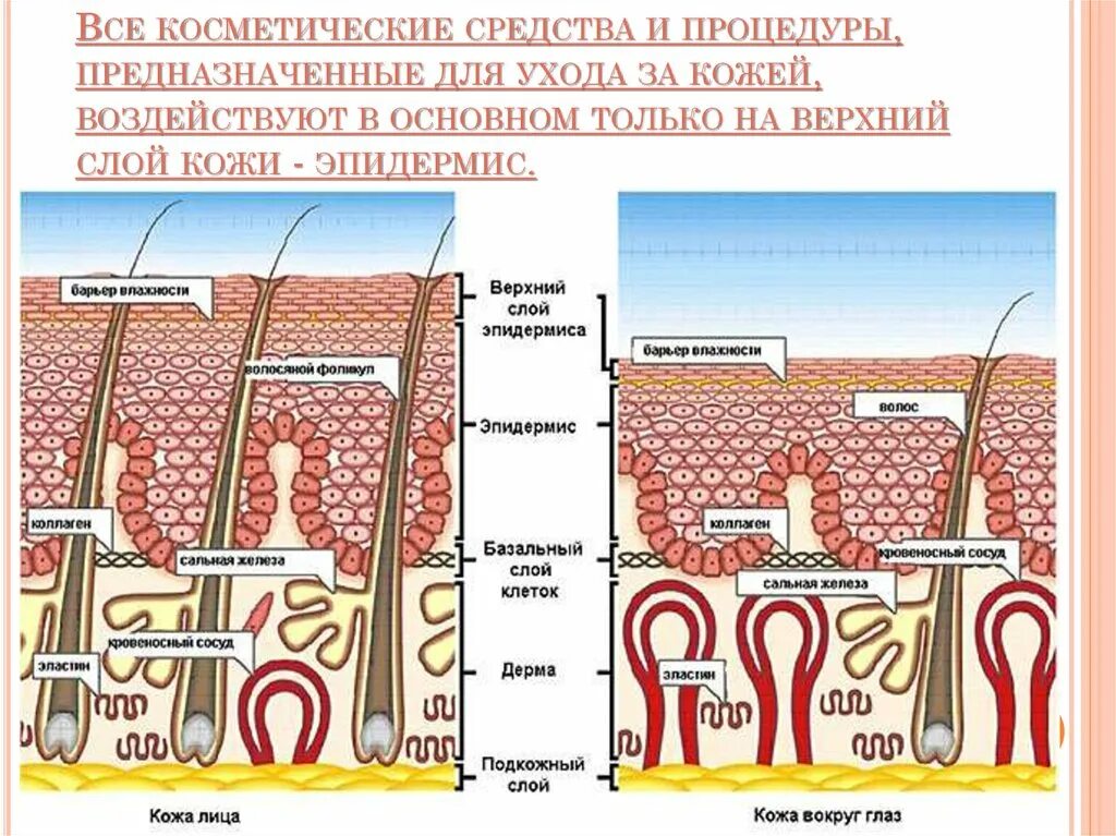 Как изменится толщина эпидермиса на солнце