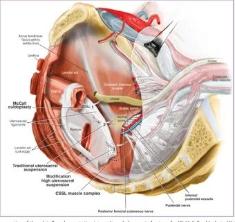 Vaginal surgery and pelvic floor reconstruction 