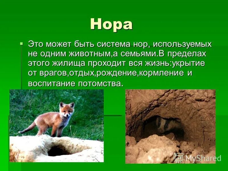 жилища животных презентация. жилище медведя зимой. презентация жилища диких животных. жилища животных названия. жилища диких животных для детей.