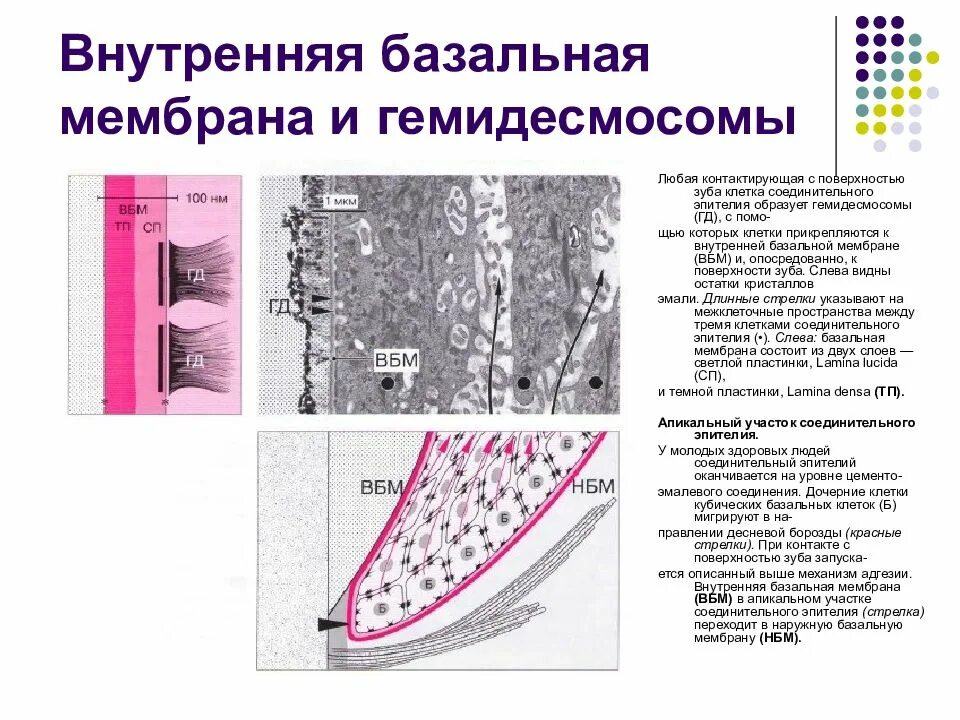 Базальная мембрана функции. Базальная мембрана гистология. Строение базальной мембраны эпителия. Базальная мембрана интегрины. Структурная организация базальной мембраны.