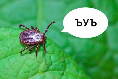 Давай клещ