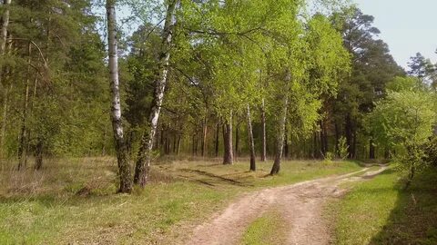 Перелесок 4