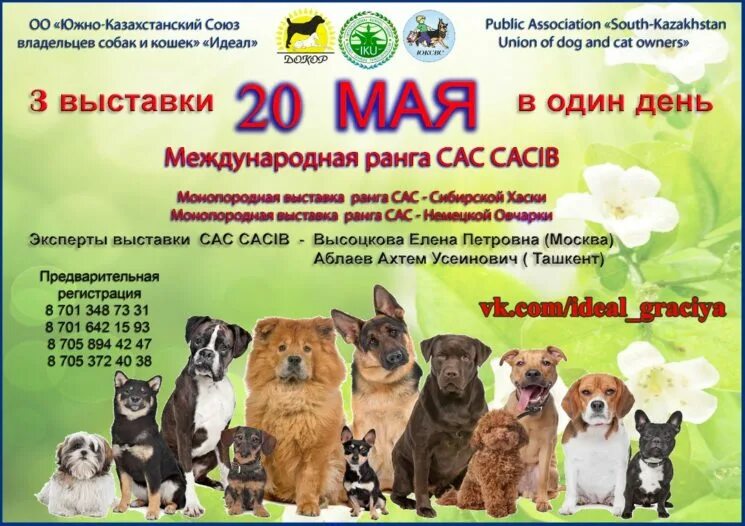 Моно выставка собак 2025. Выставка собак афиша. выставка собак листовка. подарки для выставки собак. объявление о выставке собак.