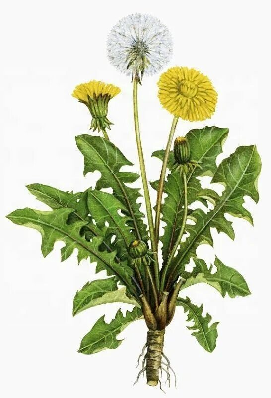 Taraxacum officinale иллюстрация. Одуванчик на белом фоне. Одуванчик лекарственный рисунок. Осот. Одуванчик лекарственный род