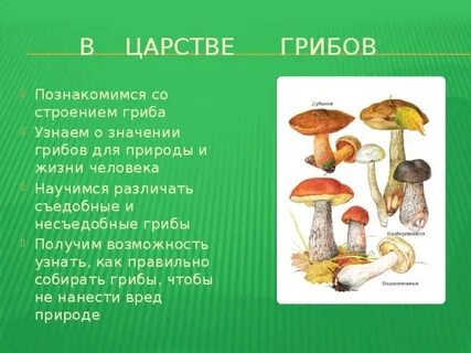 Царство грибы презентация 3 класс окружающий