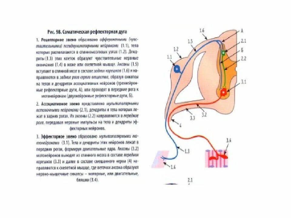 Нейроцитов в рефлекторной дуге. Нейроциты место в рефлекторной дуге. Местоположение нейроцитов в рефлекторной дуге. Типы нейроцитов и место в рефлекторной дуге.