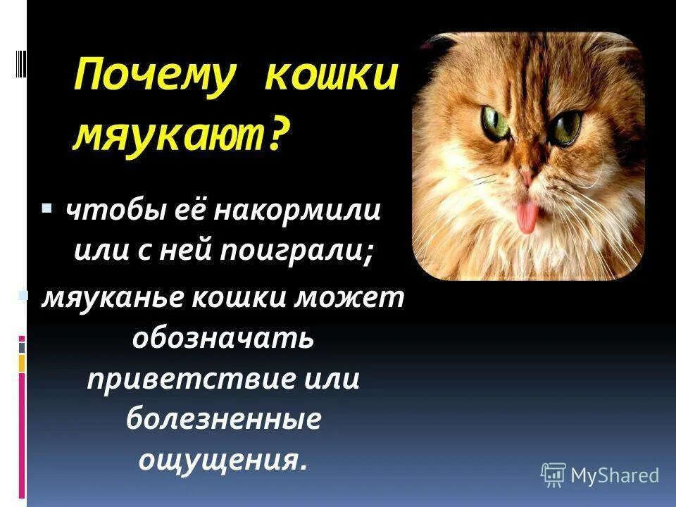 Звук где кошка мяукает. Зачем коты мяукают. Кот ходит и мяукает без причины. Почему кот мяукает без причины. Почему кошка постоянно мяукает.