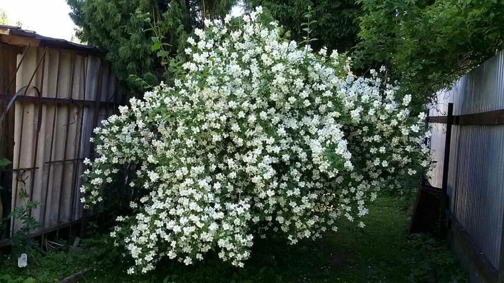 Чубушник как быстро растет. Чубушник mont blanc.
