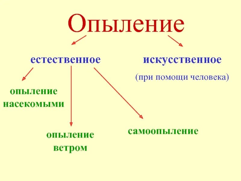 С какой целью проводят искусственное опыление. Опыление естественное и искусственное. Виды искусственного опыления. Искусственное опыление растений. Способы искусственного опыления растений.