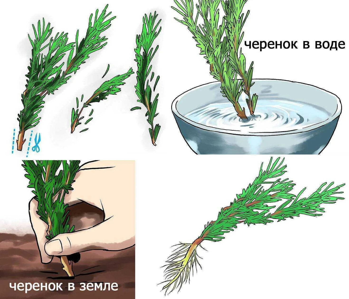 Укоренение хвойных. Можжевельник казацкий черенок. Черенкование можжевельника туи. Черенкование розмарина. Розмарин размножение.