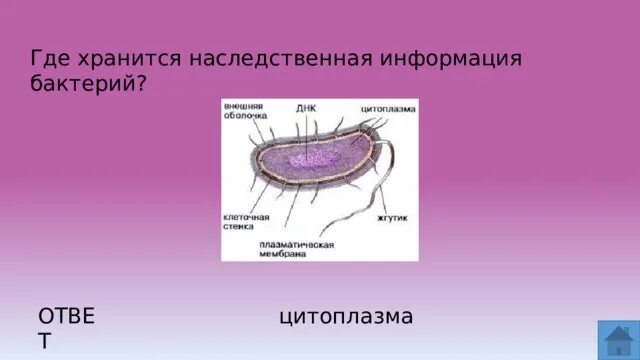 Есть ли наследственный материал у бактерий. Где хранится наследственная информация у бактерий. Наследственная информация у бактерий хранится в. Генетическая информация бактерий. Локализация наследственной информации в бактериальной клетке.