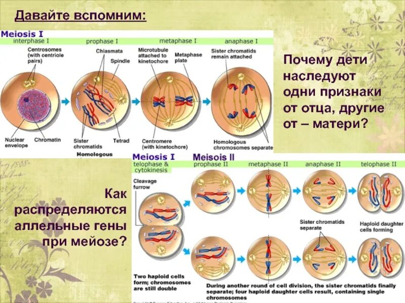 Как распределяются аллельные гены при мейозе. Аллельные гены при мейозе оказываются в:. Как распределяются гены. Аллельные гены в процессе мейоза оказываются в.