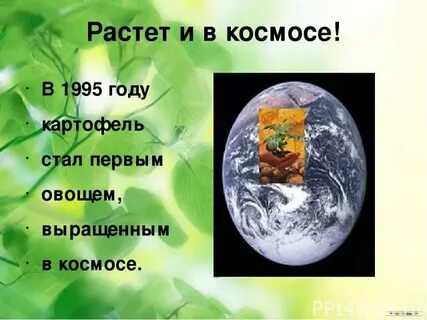 Первый овощ выращенный в космосе стал