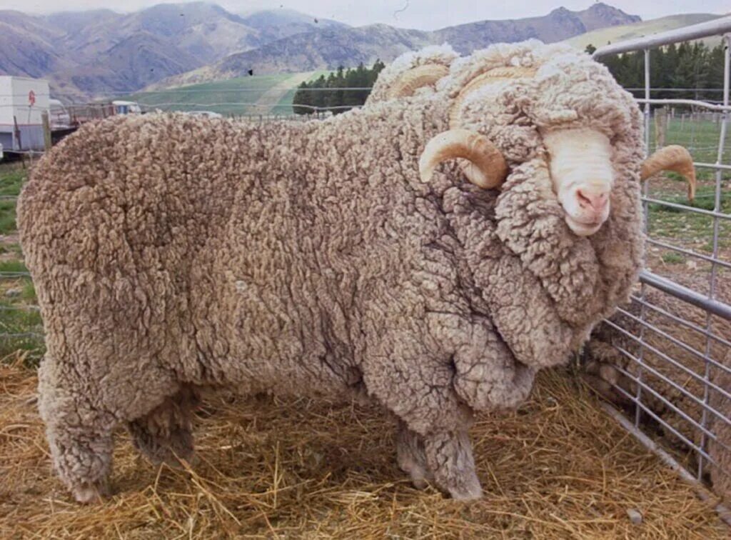 Прекос порода овец. Порода Баранов меринос. Асканийский меринос порода овец. Ромни-марш порода овец. Громадный это какой