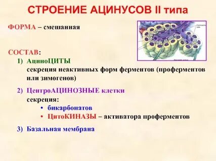 Ферменты цитоплазмы