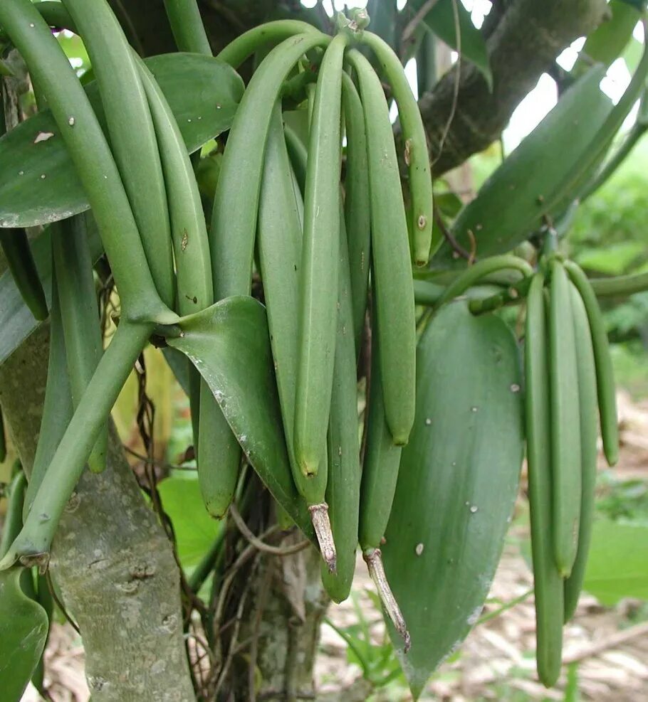 Vanilla tree. Плосколистная (vanilla planifolia. vanilla planifolia стручки. vanilla planifolia ваниль стручки на дереве. орхидея ваниль стручки.