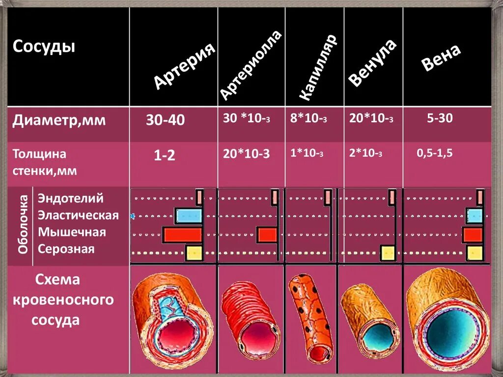 Таблица сосудов человека. Толщина стенок артерии. Диаметр кровеносных сосудов. Размеры кровеносных сосудов. Толщина стенок сосудов.