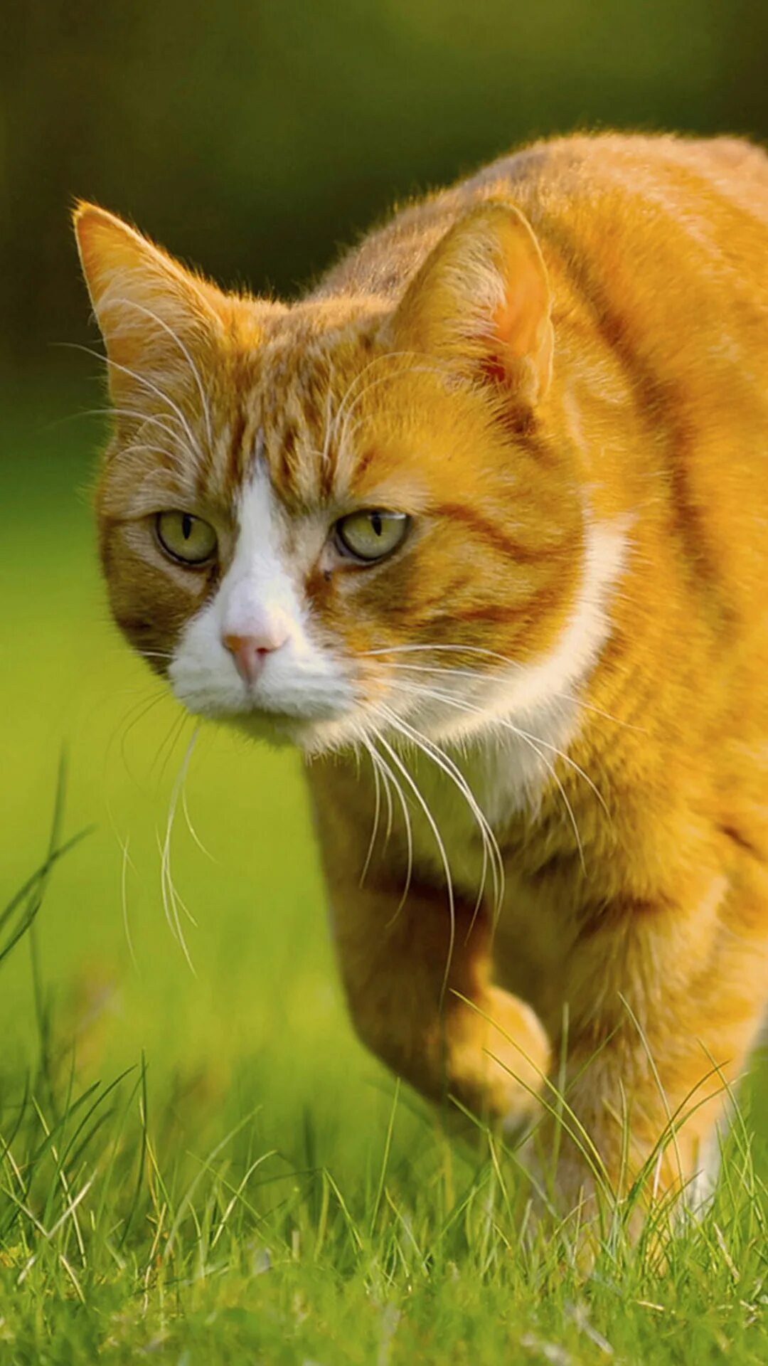 Желтый кот. Желтая кошка. Рыжий котик. Рыжая кошка. Кошечка желтая