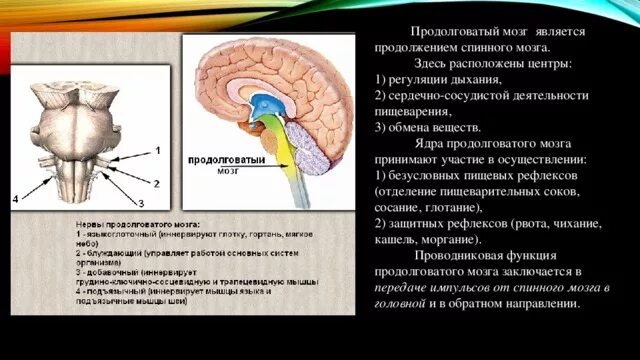 В продолговатом мозге находится нервный центр. Регуляция дыхания ядра продолговатого мозга. Продолговатый мозг центры регуляции. Рефлексы и функции продолговатого мозга. Центры рефлексов продолговатого мозга.