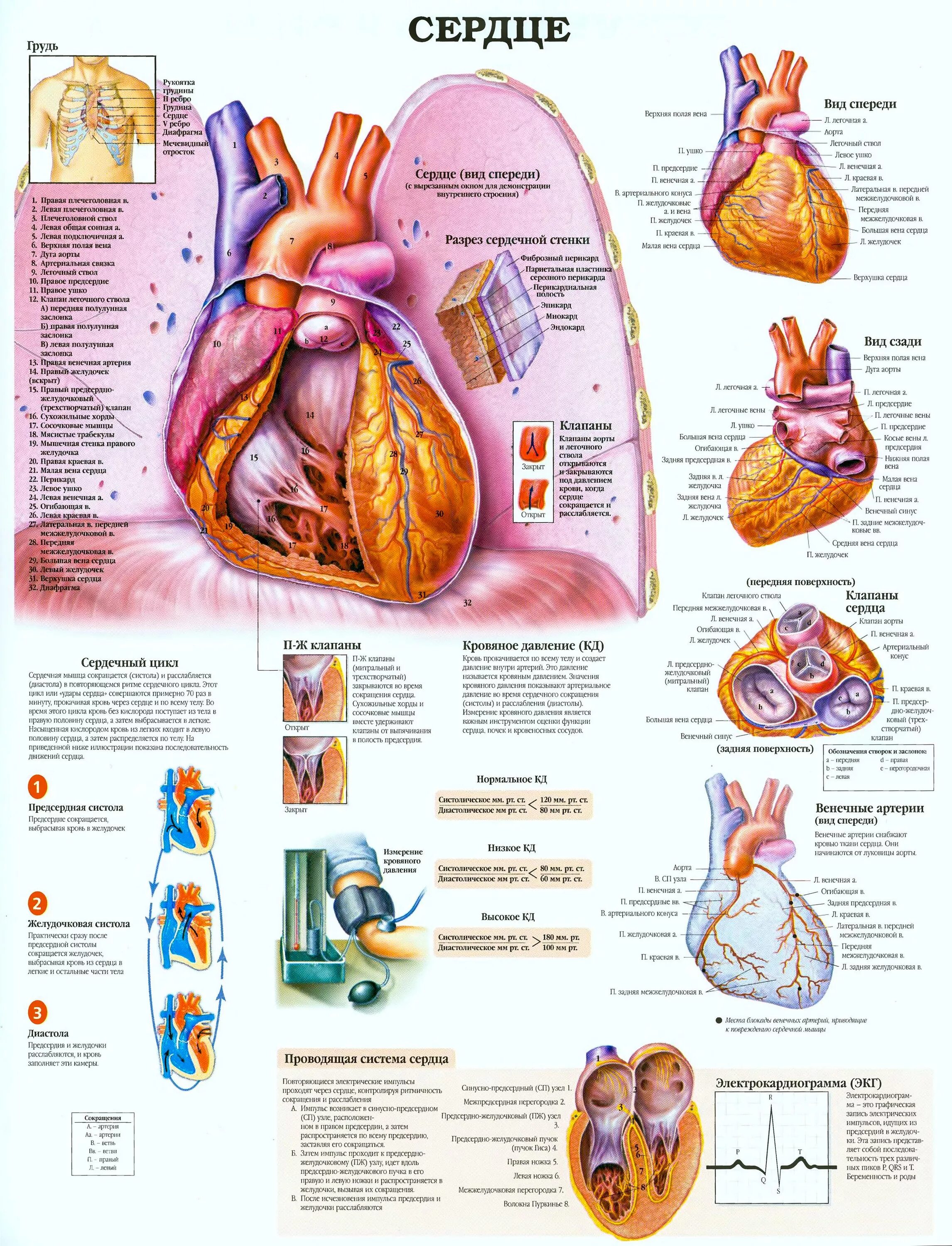 Сердце человека литература. Строение сердца человека анатомия. Атлас сердечно сосудистой системы анатомия. Анатомический плакат сердце. Сердце плакат анатомия.