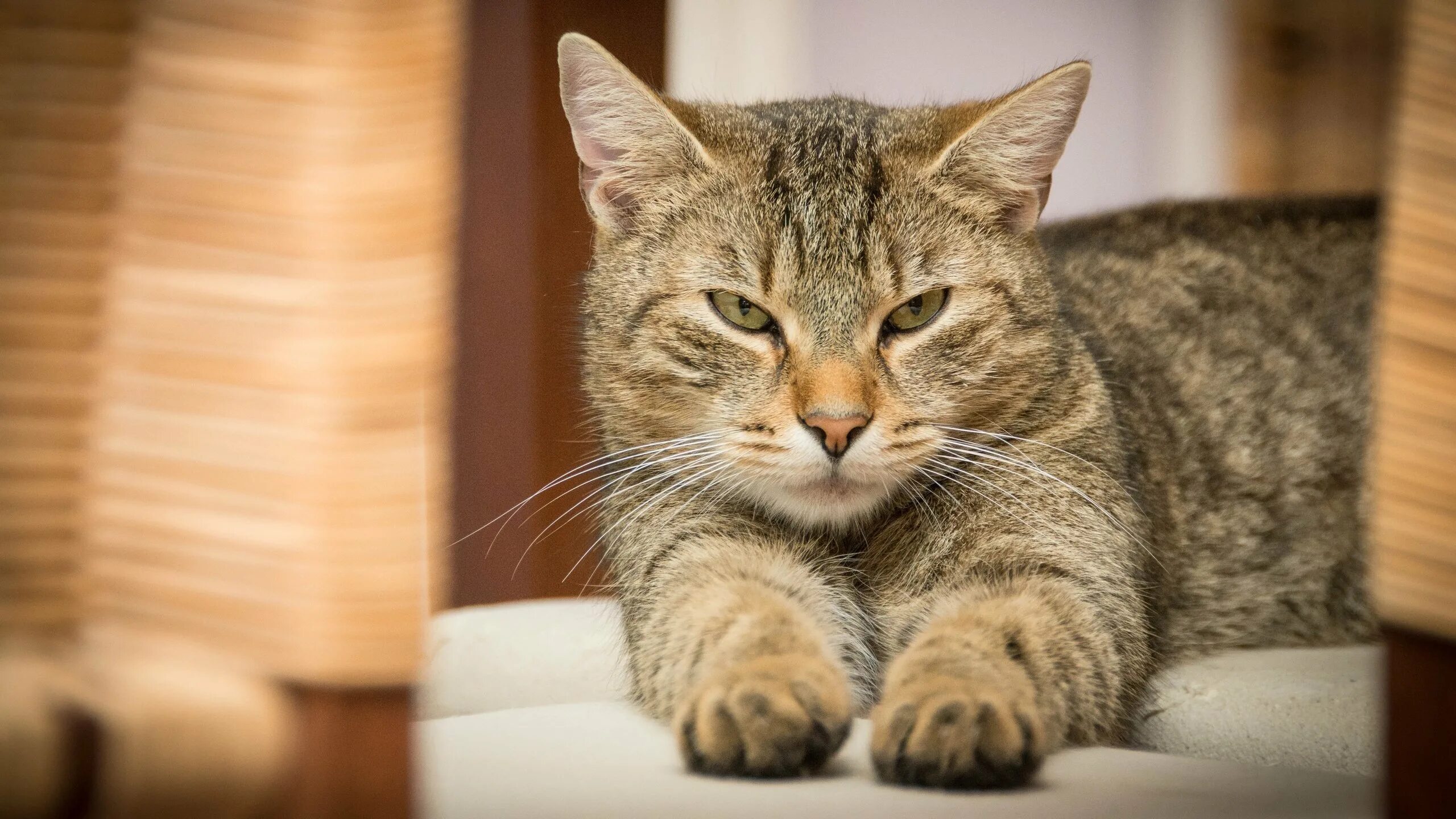 Европейская короткошерстная табби. Домашний кот. Фото кота. Домашние животные коты. Аккуратный кот