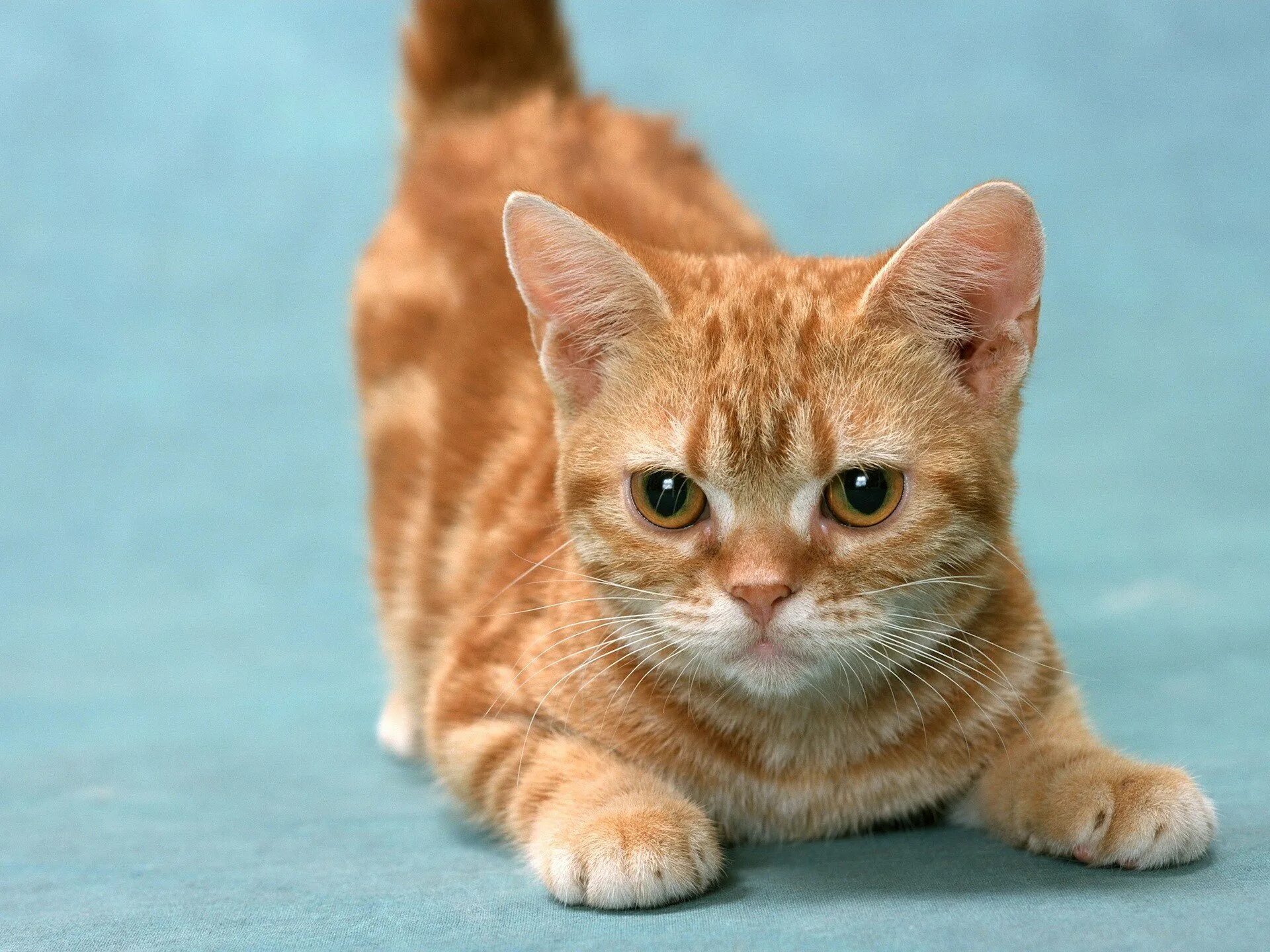 Рыжие породистые коты. Европейская короткошерстная кошка рыжая. Европейская короткошерстная табби рыжий. Американская короткошёрстная кошка рыжая. Европейский короткошерстный Крысолов рыжий.