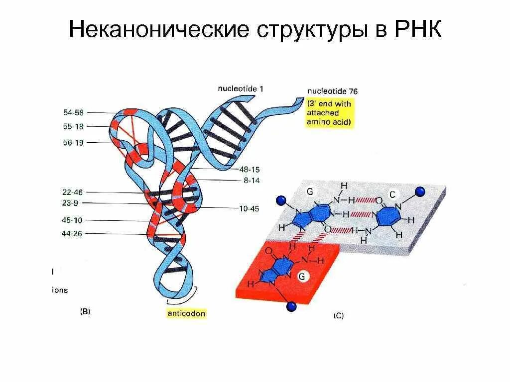 Неканонические структуры РНК. Структура РНК. Строение РНК. Схема строения РНК.