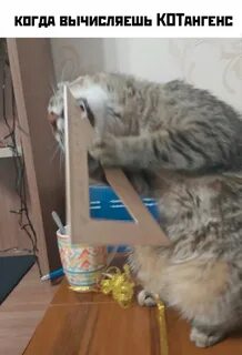 Котангенс кот ученый что никогда не охотился