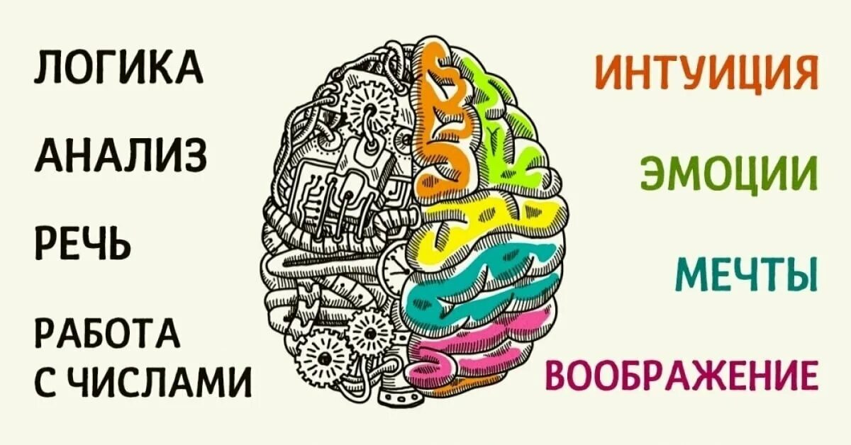 Полушария мозга. Левое полушарие мозга. Левое и правое полушарие мозга. Творческий мозг.