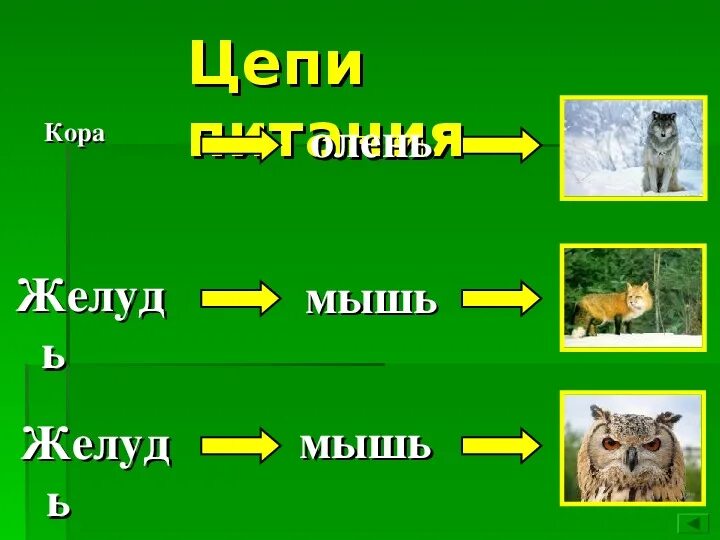 Составить цепи питания тайги. Схема цепи питания в тайге 4 класс окружающий мир. Цепь питания в тайге 4 класс. Пищевая цепочка тайги 4. Пищевая цепочка тайги 4 класс окружающий мир.