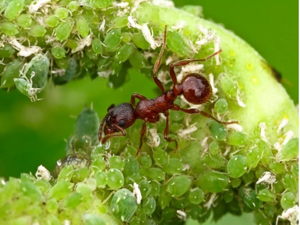 Муравьи фуражиры. Тля и муравьи. Пчела листорез. Муравьи доят тлю. Отношения между тлей и муравьев