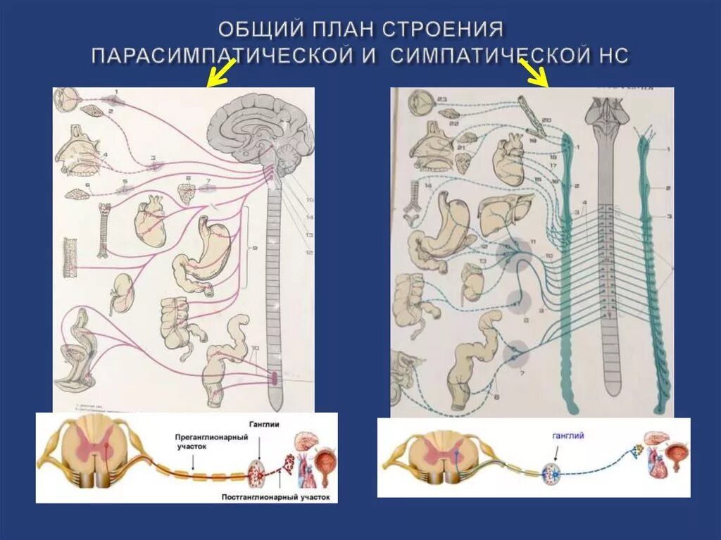 Симпатические нервы оказывают влияние. Симпатическая и парасимпатическая нервная система. Функции парасимпатической системы схема. Реабсорбция симпатическая и парасимпатическая. Мочевыделение симпатическая и парасимпатическая.