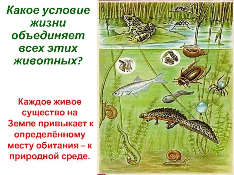 Сообщение о природном сообществе животные