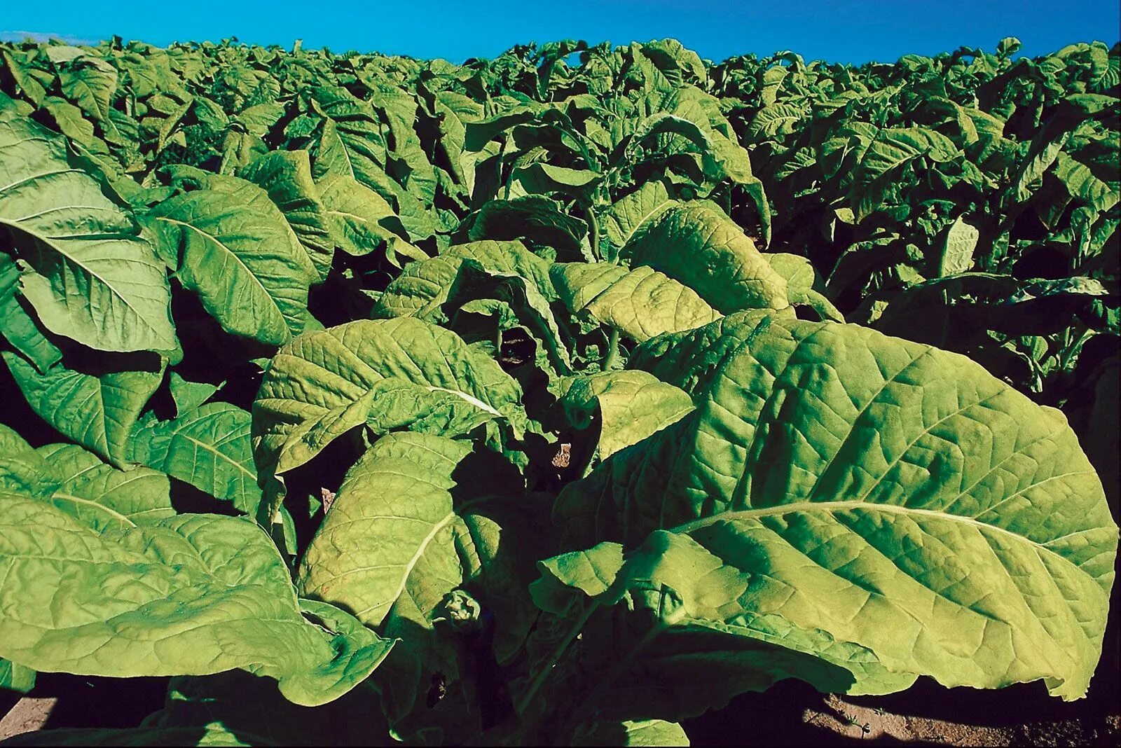Poison plant. Табак растение. Табак Джорджия. Jean Nicot табак.