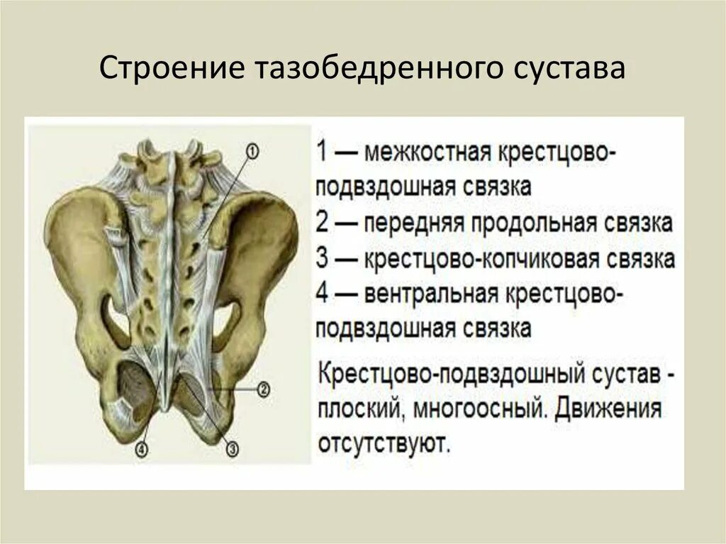 Кости таза строение соединение. Строение крестцово-подвздошного сустава. Строение крестцово подвздошного сочленения. Крестцово копчиковый сустав строение. Крестцово подвздошный сустав анатомия строение.