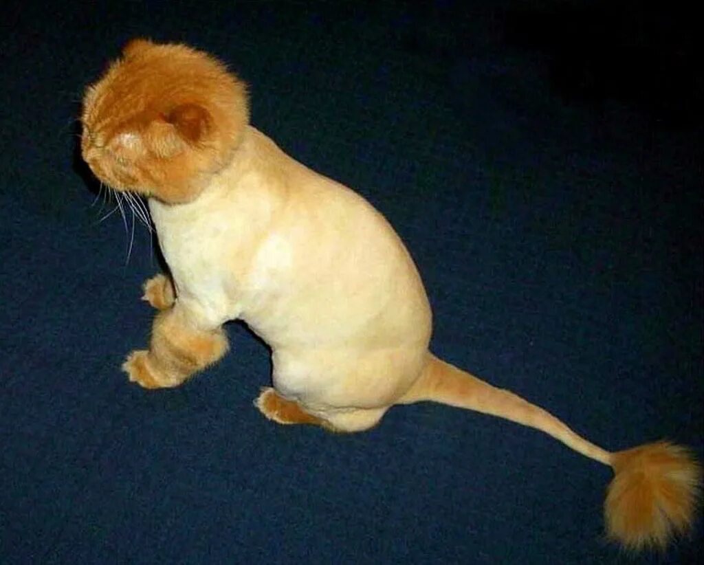 Где можно подстричь кота. Шотландская вислоухая стрижка Льва. Креативные стрижки котов. Стрижка котов под Льва. Кошачья стрижка под Льва.