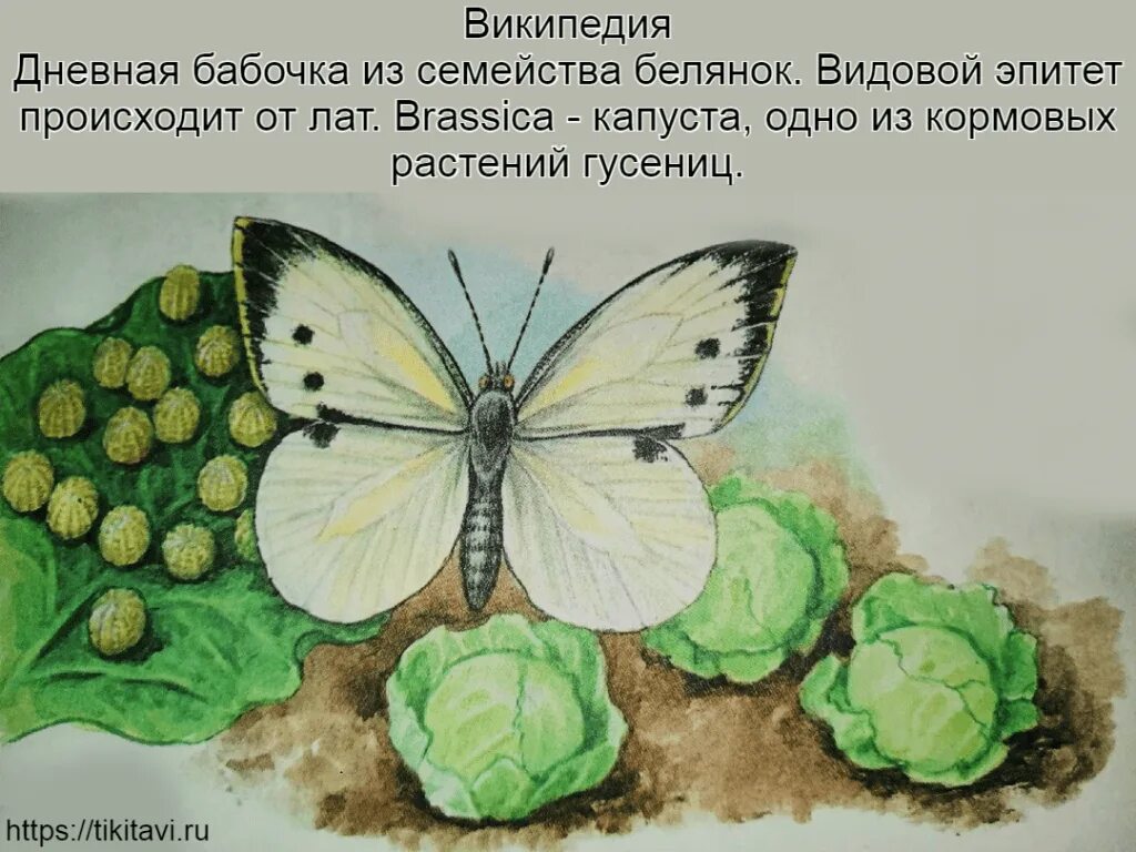 Бабочка капустница рисунок. Капустница рисунок. Как нарисовать бабочку капустницу. Капустница нарисовать. Развитие бабочки капустницы