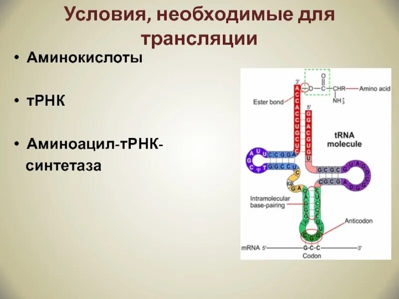 Соединение трнк с аминокислотой. Образование аминоацил-ТРНК. Аминоацил ТРНК трансляция. Схема образования комплекса аминокислот ТРНК. Синтез аминоацил т РНК.